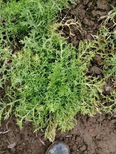 你好请问我雪里红是什么原因长不好