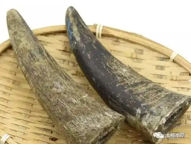 牛角是我们老百姓能见到的水牛的角,但不一定认识其有很多的药用价值
