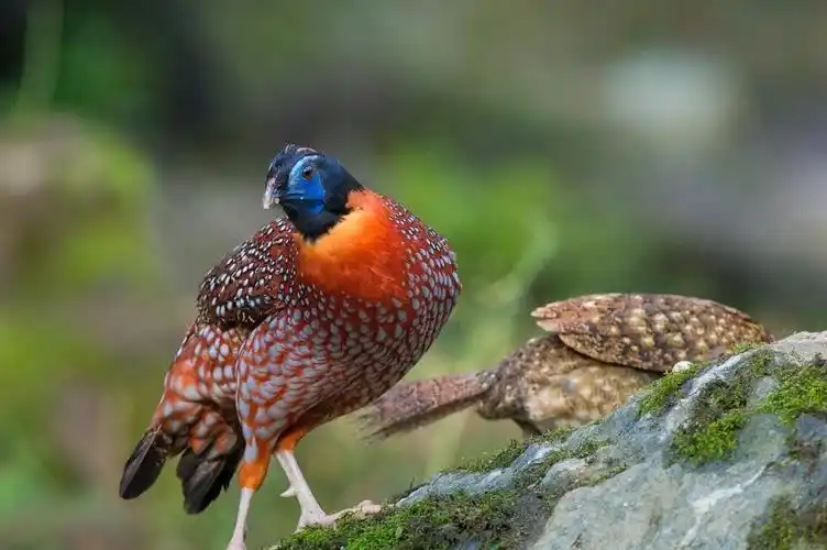 鸣声像小孩啼哭的娃娃鸡红腹角雉