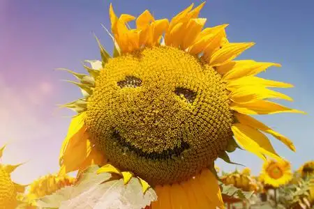 微笑的向日葵图片