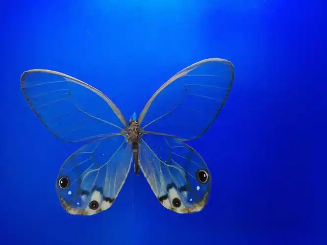 2022光明蝶谷飞鸟乐园游玩攻略,交通非常的方便,景区其实也不.