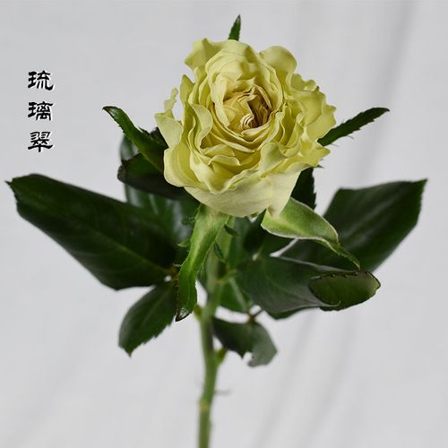 【琉璃翠 翡翠玫瑰】花店 昆明基地鲜花 浅绿色鲜切玫瑰花