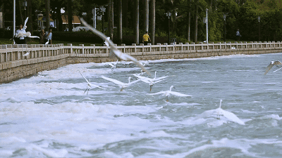 一飞冲天的白鹭鸟厦门人对白鹭情有独钟很高兴同大家相聚在风景怡人的