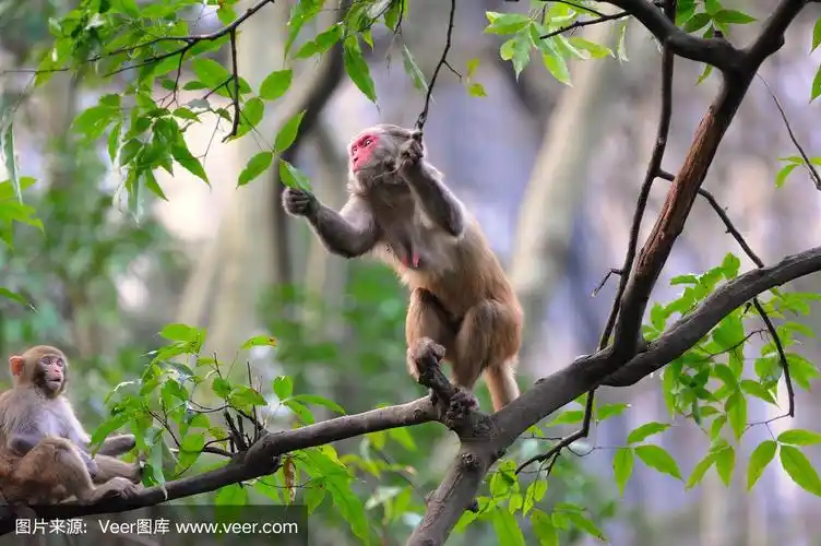 树上的猴子