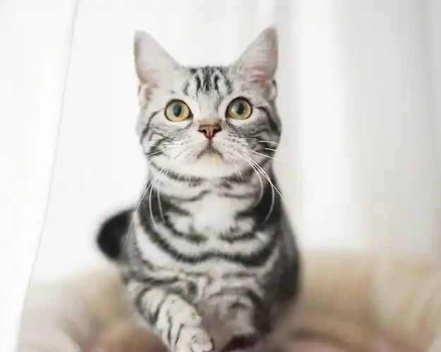 好看的美短标准银虎斑