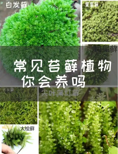十种常见苔藓养护方法