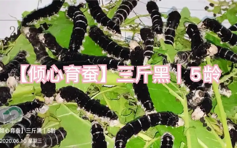 【倾心育蚕】三斤黑|5龄