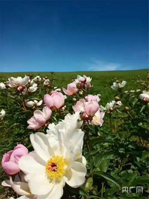 往年野芍药盛开时的景象(央广网发 当地牧民提供)