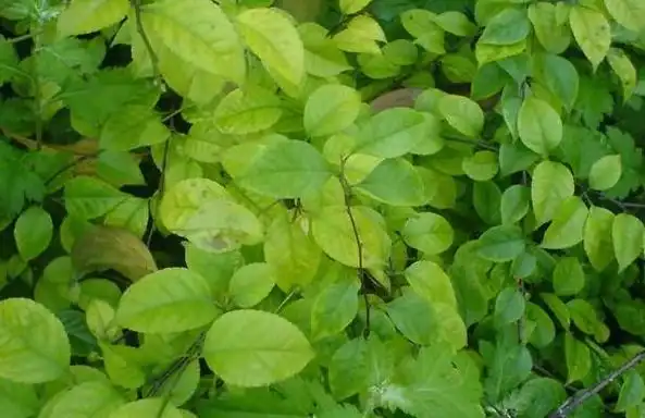 岗梅叶的功效与作用_美健品健康网