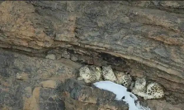 雪豹居然还会隐身!为了从这张照片中找到它,我眼睛都快瞎了
