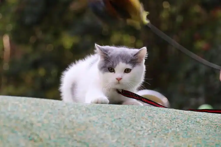 193-英短蓝白母红色脖圈 英短猫原创高清照片 蓝白英短