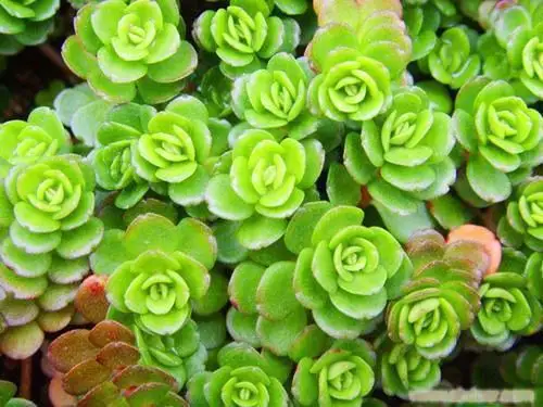多肉植物德国景天,喜欢多肉的你一定认识!