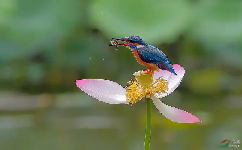荷花翠(荣获鸟类每日精华)
