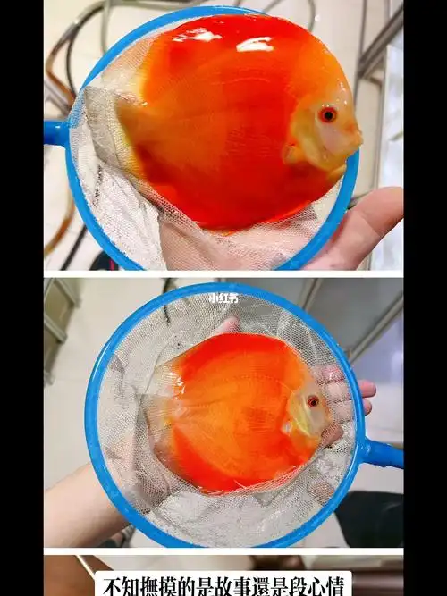 红金七彩神仙鱼陪你走过春夏秋冬