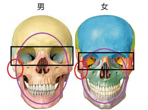 《如懿传》里,她是长这样的:              先从骨骼层面解释一下男女