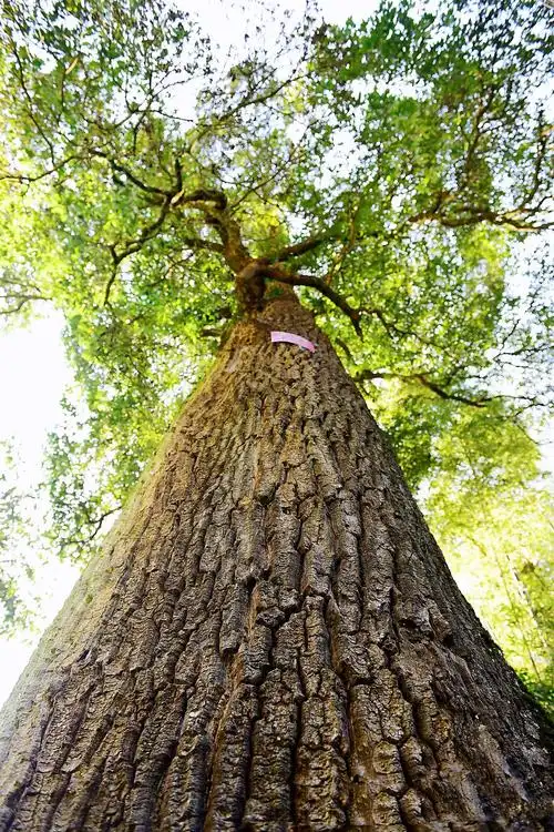 木荷树的图片(木荷树的主要作用和特点介绍)