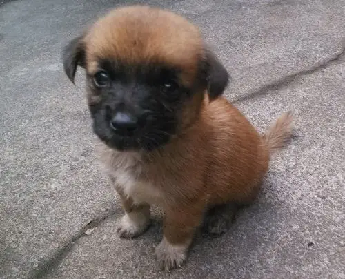 请问这个棕色的是什么狗 现在手掌大