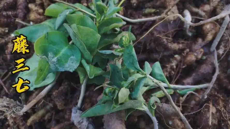 藤三七又名川七,既是强腰壮体的良药,也是美味的野菜,有人认识吗?