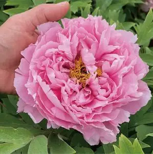 2022秋季邙山发货花苗肉芙蓉品种洛阳牡丹正宗重瓣大花盆地栽庭院