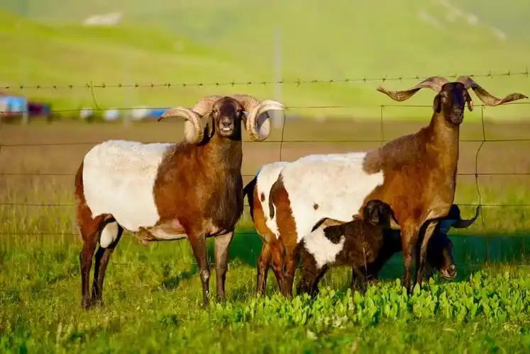 河南县外斯欧拉羊牧民专业合作社