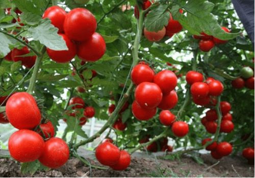 西红柿图片大全!西红柿高清大图欣赏!