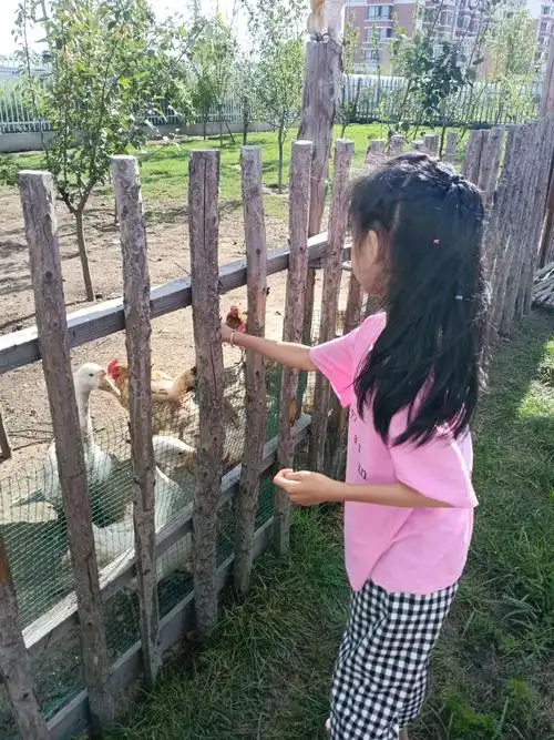 给小动物喂食物特别开心的事情