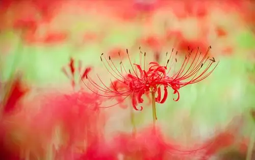 曼珠沙华唯美花卉图片桌面壁纸