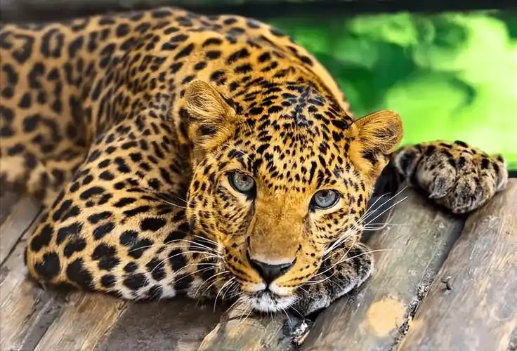 河南大哥救养一只花豹,花豹为报恩送豹崽,大哥家中成豹窝_云梨_父亲