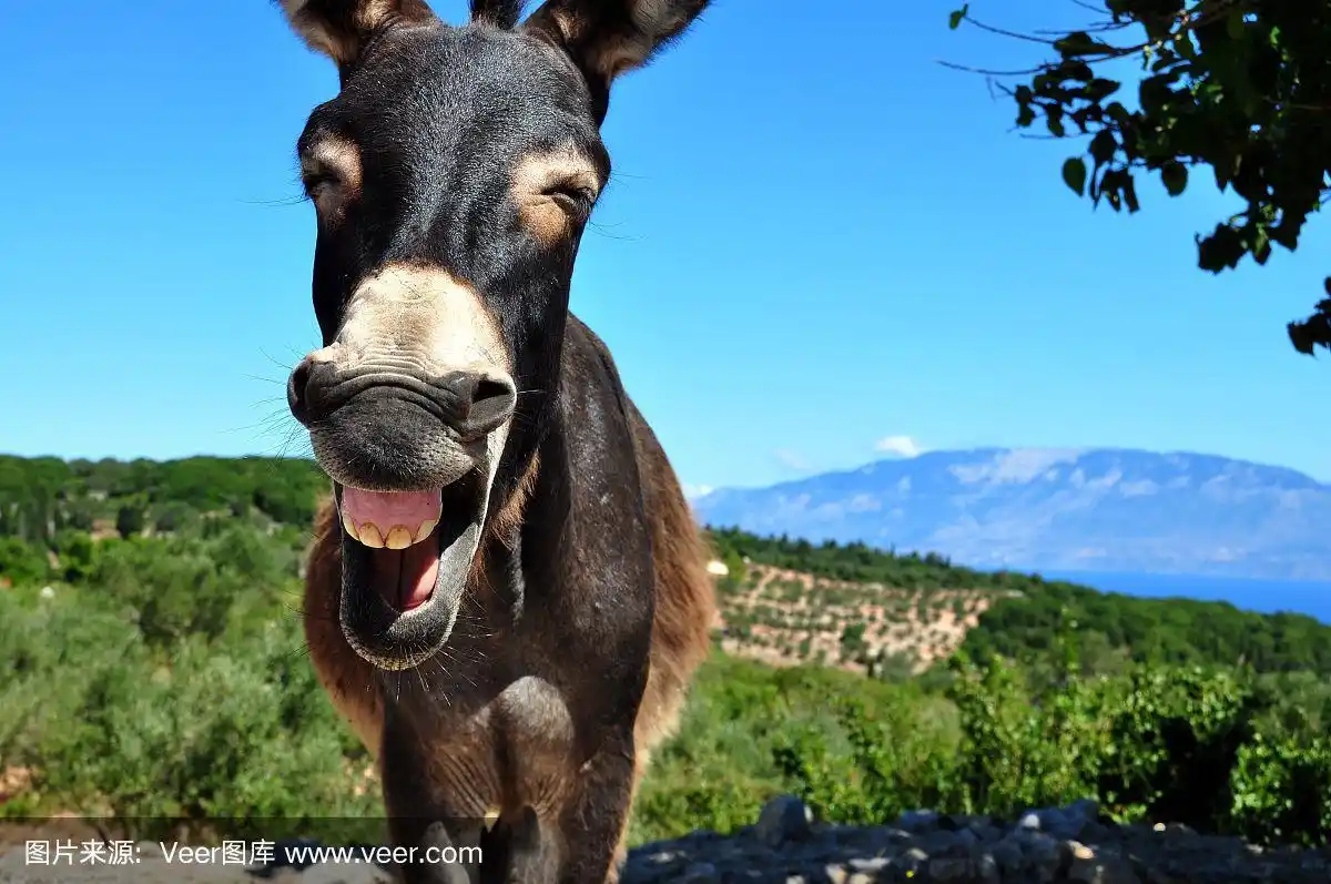 希腊的笑驴