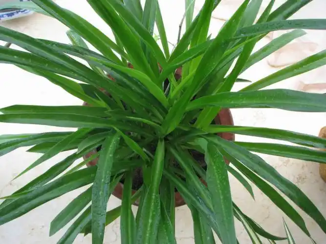 银边吊兰:(c.c.variegatum):叶边缘为白色.