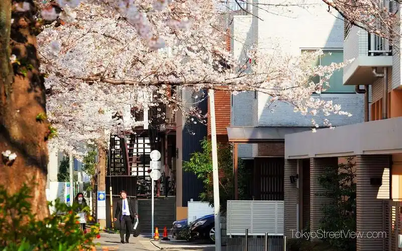 东京街景吞川绿道的樱花唯美宛若二次元的场景