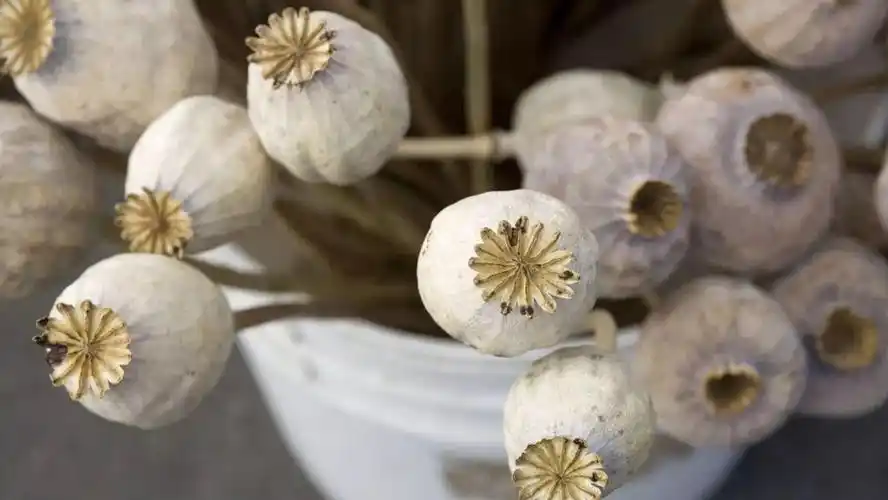 三,5月-6月正是罂粟结果时,果实明显,圆形或椭圆形,不常见,很容易辨认