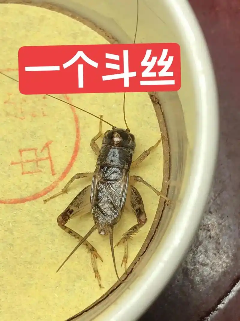 一个斗丝的蛐蛐