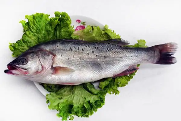 最新鲈鱼批发价格大全