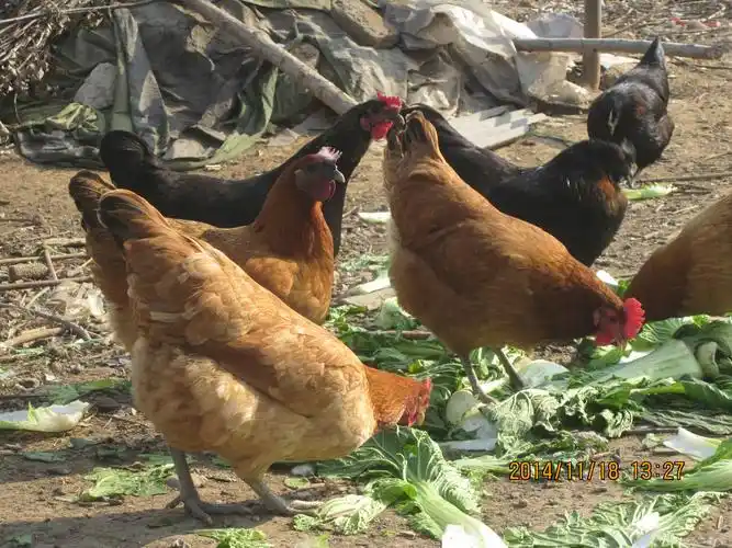 散养绿壳蛋鸡