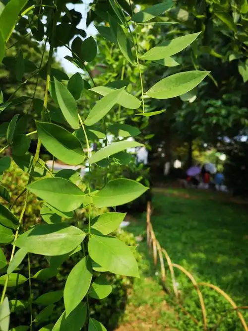 沙家浜湿地小科普刺槐和龙爪槐