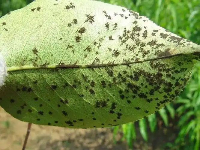 农极客科普:梨树常见的几种病害以及防治办法,收藏备用_农极客