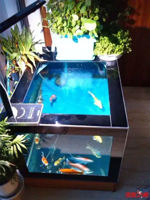 新手小地缸,求教密度