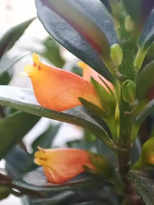 这个金鱼花长得也太金鱼了