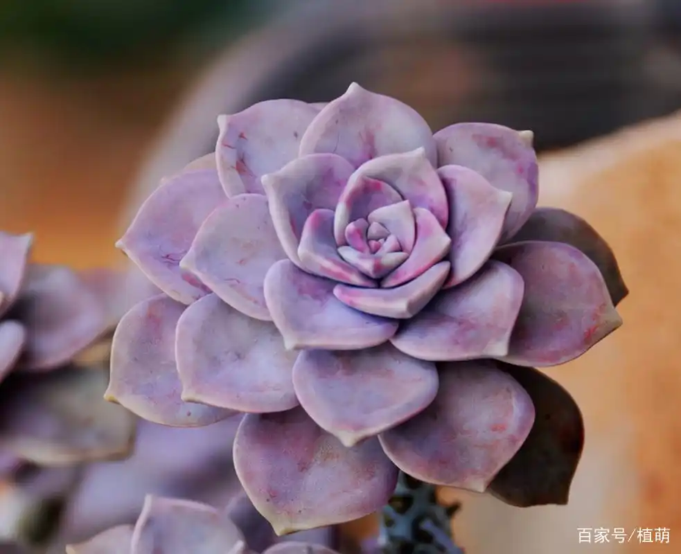 喜欢粉色多肉,就养盆紫乐,到了冬季,能收获粉红色的紫乐