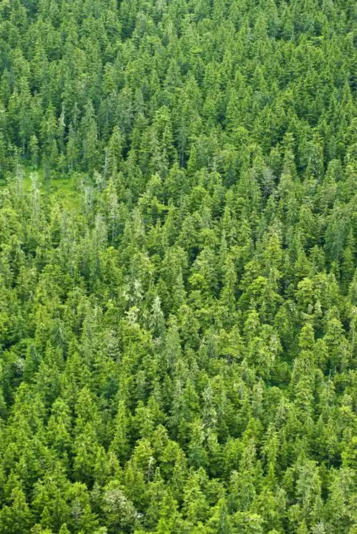 无人,竖图,俯视,航拍,室外,白天,旅游,度假,美景,森林,树林,植物,美国