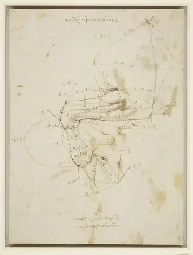 这幅画的焦点是上方一簇伯利恒之星的绽放(学名:虎眼万年青),在达芬奇