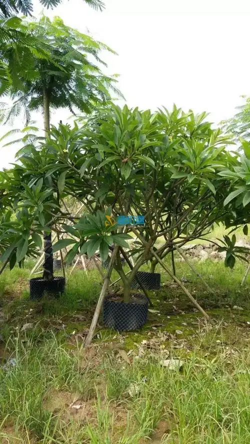 中山黄花鸡蛋花头径8分,高度1.8-2m,冠幅1.8-2m,土球Ф50cm价格