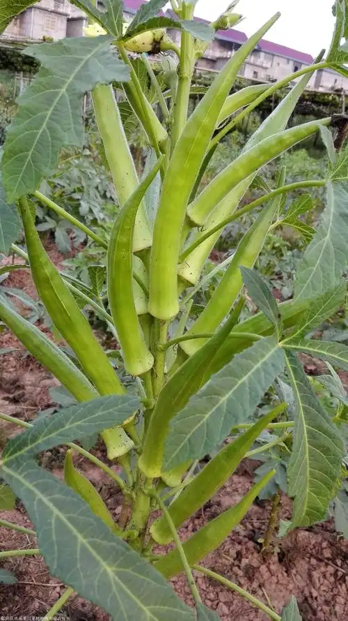 黄秋葵种子怎么种植杨贵妃黄秋葵价格