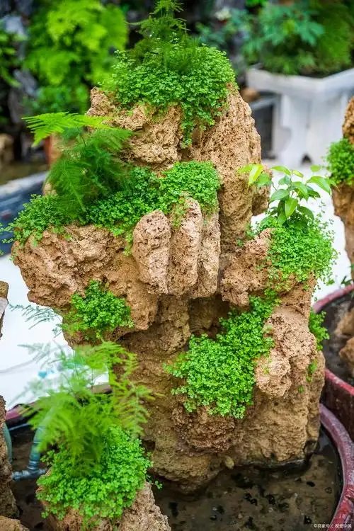 吸水石盆景如何种植物