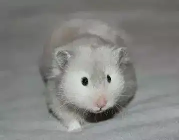 一文带你走进仓鼠世界仓鼠种类之叙利亚仓鼠上