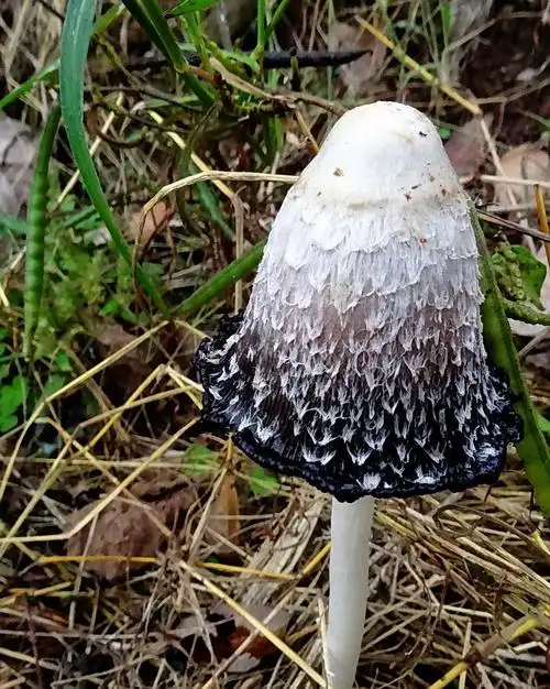 今日最鲜手玲野生菌