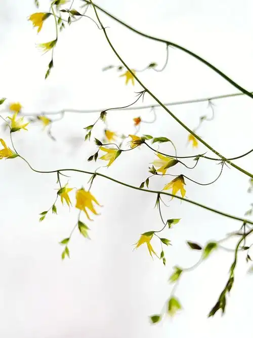 日本那些奇奇怪怪的小草花尖瓣菖蒲