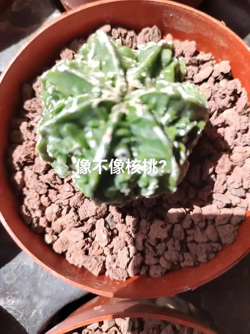 无刺仙人掌,家里有老人小孩都可以养 - 抖音