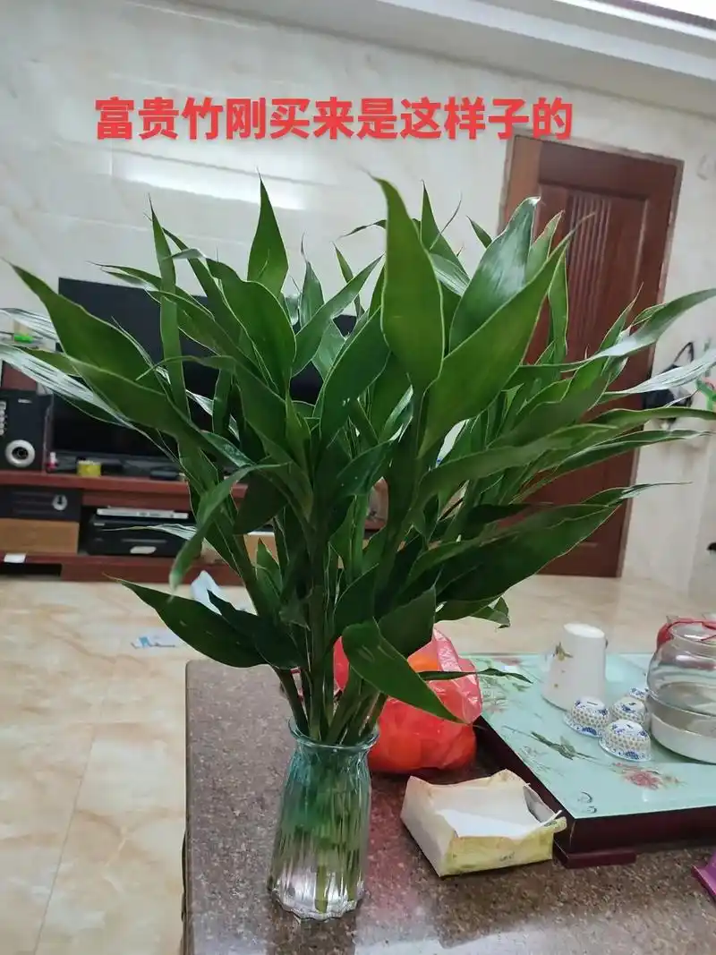 每个人都跟说富贵竹最容易养,但每次到我手上就养成这样了,水我 - 抖